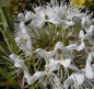 Preview: Ledum groenlandicum Compactum - Breitblättriger Porst - 15-20 cm
